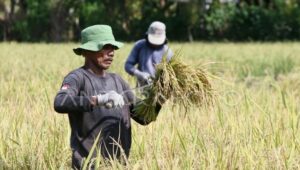 Panen Raya Petani di Jawa Barat Menghasilkan Rekor 12,3 Ton Padi Per Hektare