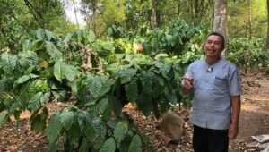 Geliat Petani Kopi Cibeureum, Komala Perjuangkan Eksistensi Robusta