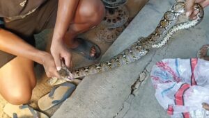 Warga di Mundu Cirebon Tangkap Ular Sanca 3 Meter dari Kandang Ayam