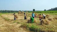 Berkah El Nino, Hasil Panen Padi di Kota Cirebon Alami Peningkatan