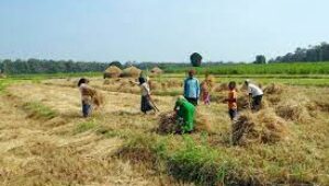 Berkah El Nino, Hasil Panen Padi di Kota Cirebon Alami Peningkatan
