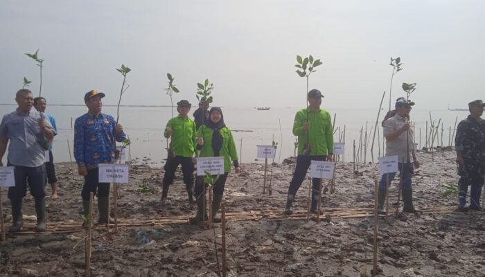 Tanam 1000 Mangrove, DLH Kota Cirebon Percayakan Perawatannya ke Kelompok Tani