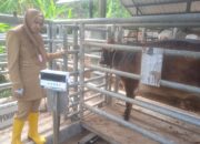 Jaga Kesehatan Ternak, UPT BPTP Kota Cirebon Gelar Posyandu Sapi