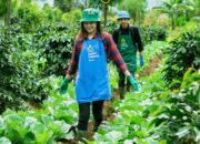 Belasan Ribu Milenial Kabupaten Cirebon Pilih Jadi Petani