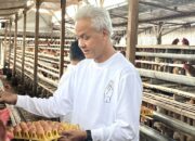 Ganjar Pranowo: Harga Jagung yang Cukup Tinggi Beratkan Peternak