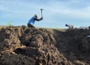 Cuaca Ekstrem, Petambak Garam Kabupaten Cirebon Alih Tanam Bawang