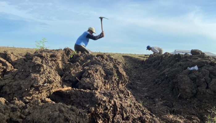 Cuaca Ekstrem, Petambak Garam Kabupaten Cirebon Alih Tanam Bawang