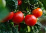 Rokok Putih hingga Tomat Picu Inflasi di Kota Cirebon