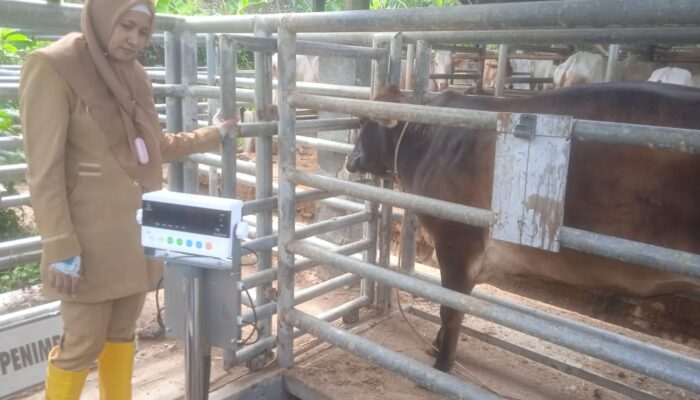 Jelang Iduladha, DKPPP Kota Cirebon Akan Periksa Hewan Qurban yang Dijual 