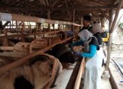 Jelang Iduladha, Hewan Kurban di Kota Cirebon Dicek Kesehatannya 