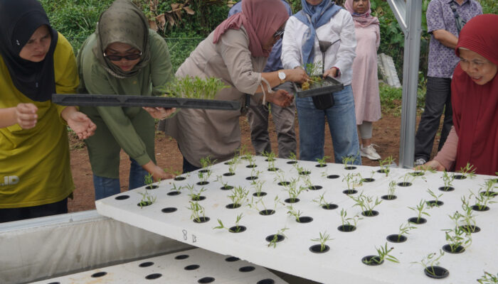 DLH Kota Cirebon : Urban Farming Solusi Pertanian Pada Lahan Perkotaan