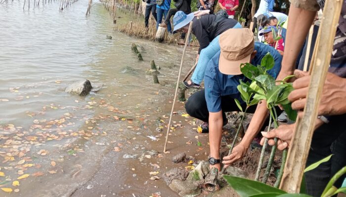 Pantai Cirebon Kembali Ditanami Mangrove