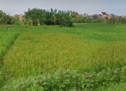 Lahan Pertanian di Kota Cirebon saat ini Hanya 117 Hektar