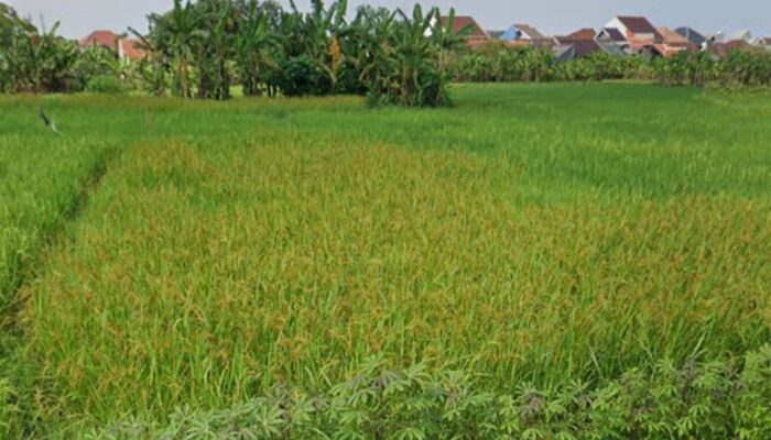 Lahan Pertanian di Kota Cirebon saat ini Hanya 117 Hektar
