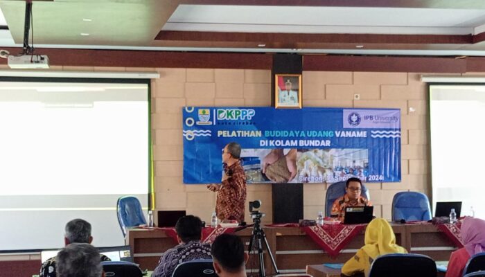 Di Kota Cirebon, IPB Perkenalkan Budidaya Udang Vaname dengan Media Biofolk