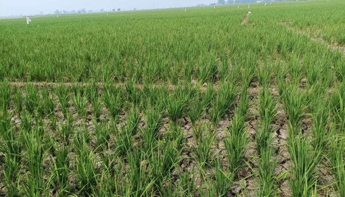 HKTI Jabar Bicara Grand Desain Pembangunan Petani Demi Kesejahteraan Petani