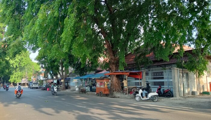 Musim Angin Kencang, Warga Minta Pohon Tua Dirapihkan