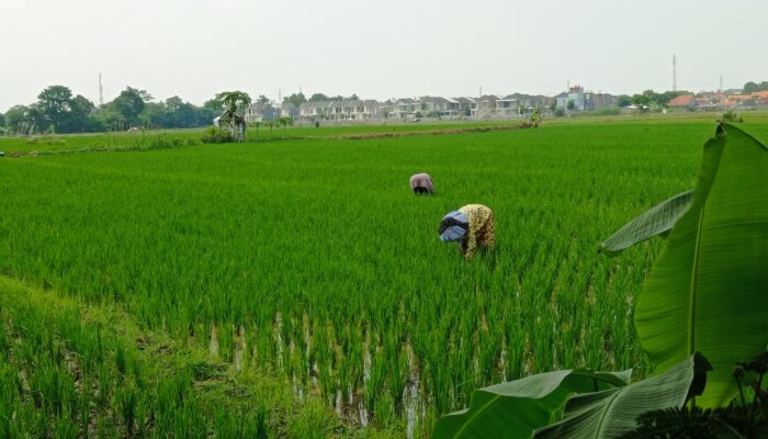 Petani Cirebon Mundur dari Program Asuransi, Distan Beri Penjelasan