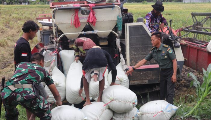 Program Ketahanan Pangan Korem 063/SGJ, Sudah Panen ke Tiga
