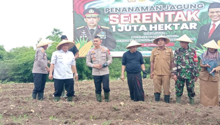 Untuk Ketahanan Pangan, Polres Ciko Tanami 7 Hektare Lahan dengan Jagung