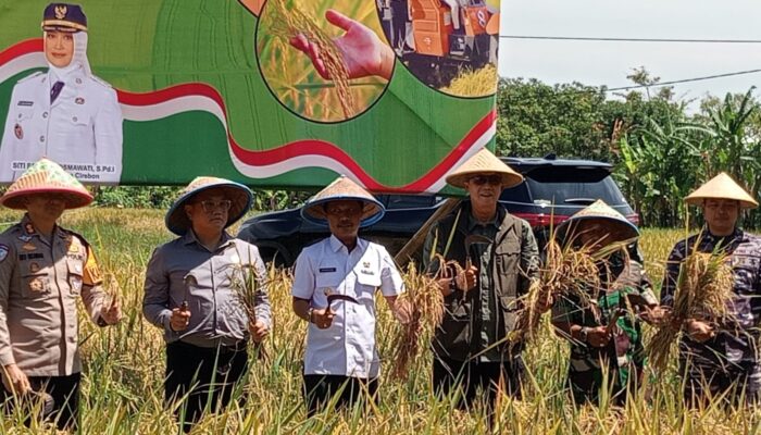Kota Cirebon Ikut Panen Padi Serentak, Wali Kota : Lahan Tanam Berkurang 