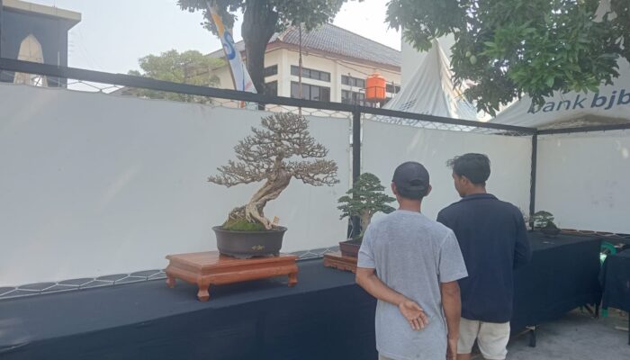 Festival Bonsai Mewarnai Hari Jadi ke-598 Cirebon di Balaikota