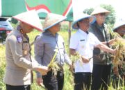 Panen Raya Serentak, Kota Cirebon Tegaskan Komitmen Dukung Ketahanan Pangan Nasional