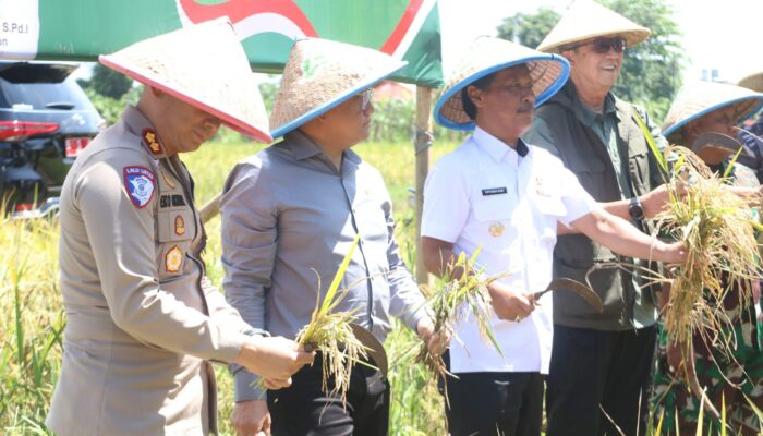 Panen Raya Serentak, Kota Cirebon Tegaskan Komitmen Dukung Ketahanan Pangan Nasional