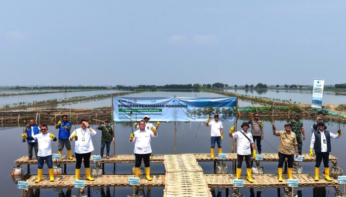 Peringati Pelindo Day, Pelindo Group Kolaborasi Tanam 53.280 Bibit Pohon Mangrove di Indramayu