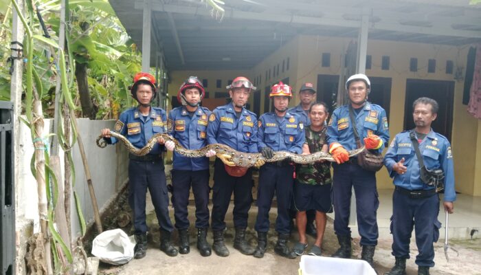 Lebah dan Ular Dominasi Laporan 2025, Damkar Kota Cirebon Jadi Andalan Warga Hadapi Situasi Darurat