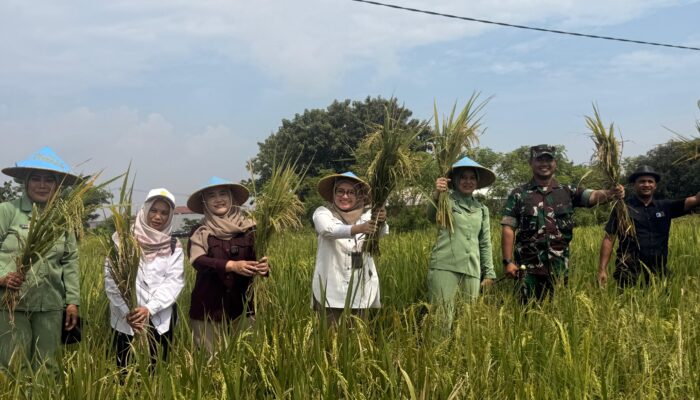 Jaga Ketahanan Pangan, Wawalkot Cirebon Tinjau Serap Gabah Petani Larangan