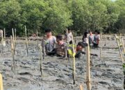 Inspiratif! Lulusan SMA Negeri 6 Cirebon Pilih Tanam Mangrove