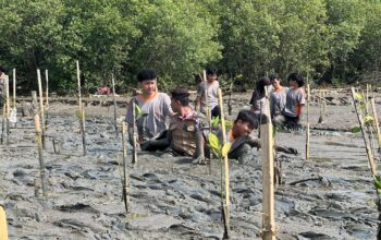 Inspiratif! Lulusan SMA Negeri 6 Cirebon Pilih Tanam Mangrove