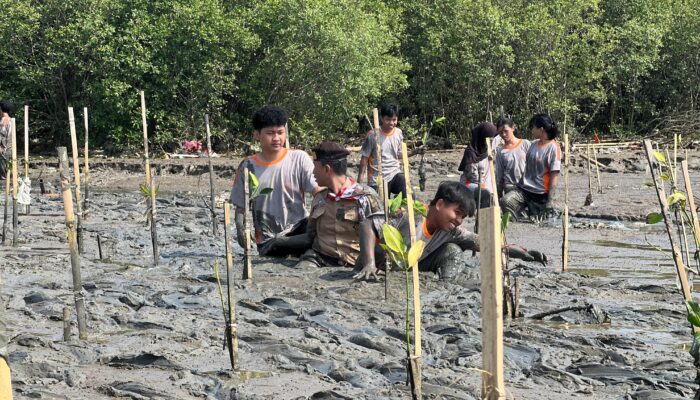 Inspiratif! Lulusan SMA Negeri 6 Cirebon Pilih Tanam Mangrove