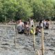 Inspiratif! Lulusan SMA Negeri 6 Cirebon Pilih Tanam Mangrove