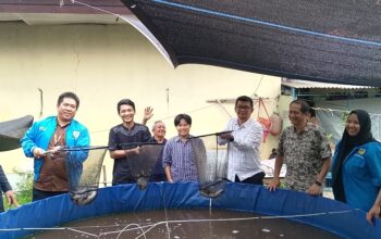 KNPI Kota Cirebon Panen Perdana Ikan Lele, Dorong Kemandirian Pemuda dan Ketahanan Pangan