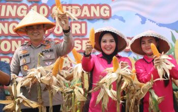 Sinergi Petani dan Polri, Panen Jagung Cirebon Hasilkan Produktivitas Tinggi