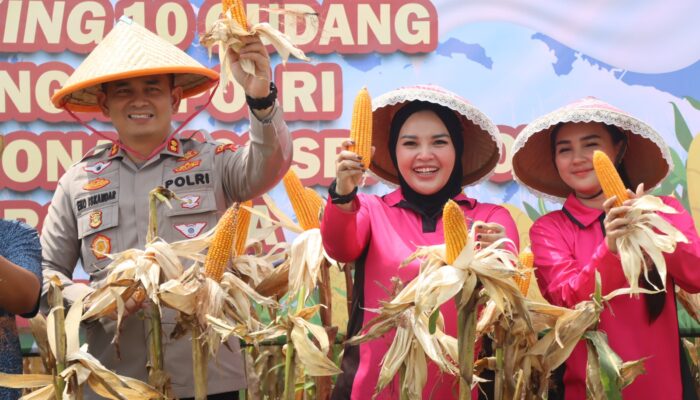 Sinergi Petani dan Polri, Panen Jagung Cirebon Hasilkan Produktivitas Tinggi