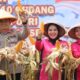 Sinergi Petani dan Polri, Panen Jagung Cirebon Hasilkan Produktivitas Tinggi