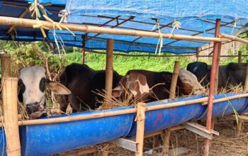Daya Beli Masyarakat Menurun, Penjualan Hewan Kurban di Cirebon Ikut Lesu