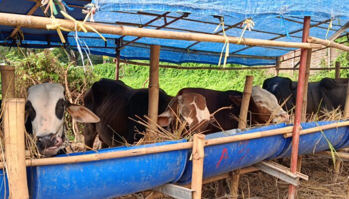 Daya Beli Masyarakat Menurun, Penjualan Hewan Kurban di Cirebon Ikut Lesu