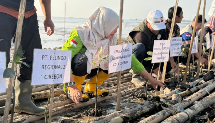 Tak Sekadar Seremonial, DLH Cirebon Gunakan Teknik Guludan Tanam Mangrove