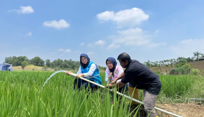Listrik PLN Dongkrak Produktivitas Pertanian di Bekasi, Petani Kini Bisa Panen Tiga Kali Setahun