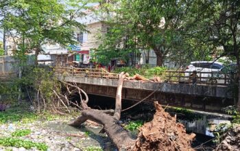 Pohon Tumbang di Kawasan Sungai Sukalila, Ada Korban Luka