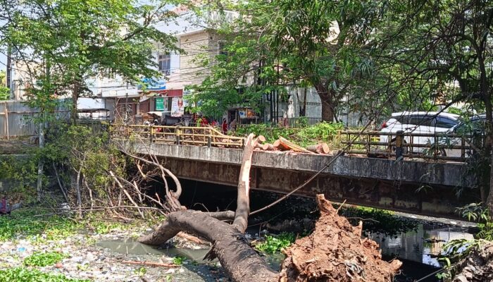 Pohon Tumbang di Kawasan Sungai Sukalila, Ada Korban Luka