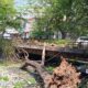 Pohon Tumbang di Kawasan Sungai Sukalila, Ada Korban Luka